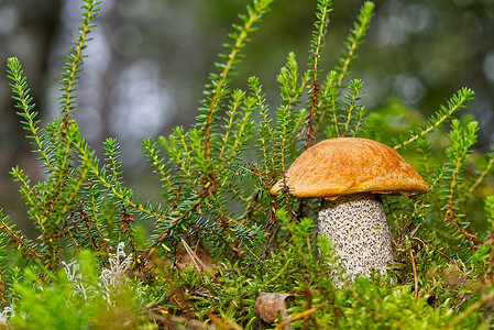 生长在绿色苔藓中的可食用的橙盖蘑菇。 