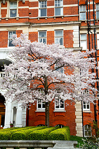 树窗在欧洲伦敦红砖墙历史
