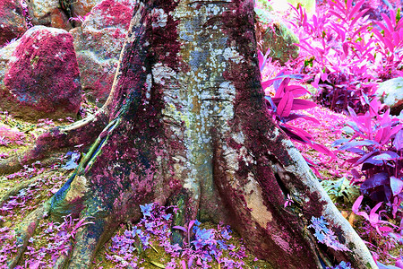 热带植物叶子摄影照片_热带植物叶子的美丽红外特写镜头