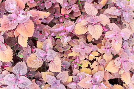 树叶装饰摄影照片_观赏植物或锦紫苏