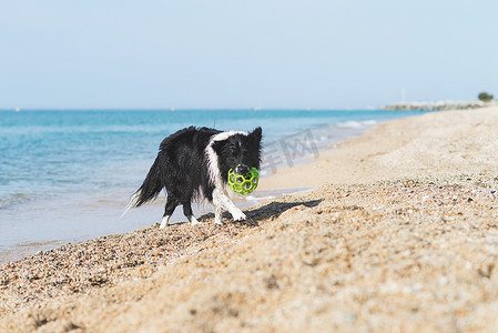 边境摄影照片_边境牧羊犬嘴里叼着球在沙滩上奔跑