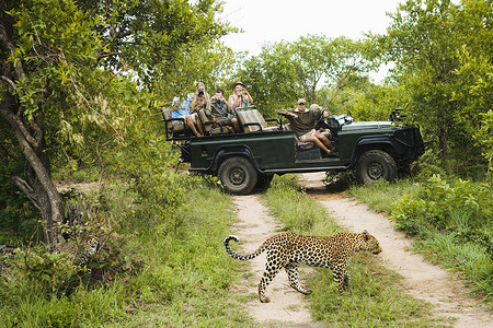 豹子 (Panthera pardus) 与背景中的吉普车游客过马路