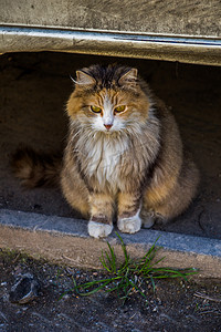 流浪猫在街上