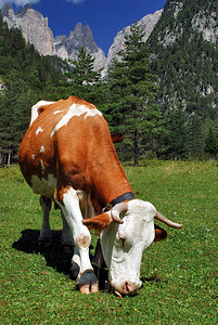 Bown 和 White 母牛在阿尔卑斯山吃东西