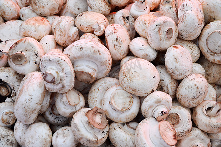 杂货销售区的蘑菇图片