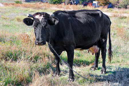 一头脖子上挂着链子的黑牛在茂密的草丛中的田野上吃草。