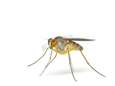 苍蝇隔离在白色