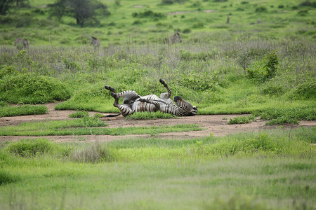 斑马博茨瓦纳非洲大草原野生动物图片