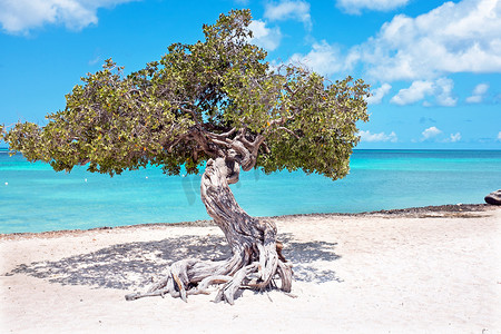 divi摄影照片_加勒比海阿鲁巴岛上的 Divi divi 树
