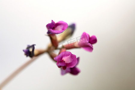 萨斯喀彻温省的紫色野花