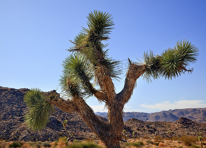 短叶丝兰摄影照片_丝兰 Brevifolia 莫哈韦沙漠约书亚树国家公园加州