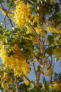 草原花朵摄影照片_黄色的花朵。
