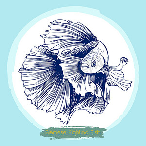 Betta splendens，暹罗斗鱼的插图