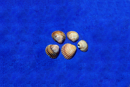 贝壳形象摄影照片_贝壳的形象