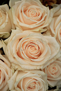 淡粉色的玫瑰