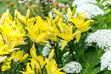 许多黄色百合和白色八仙花属在花圃里