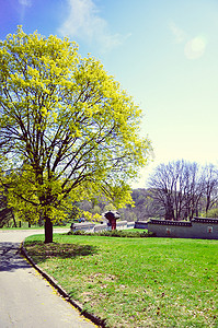 春天绿树摄影照片_春天绿树开黄花