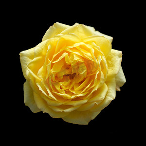 弗洛雷斯玫瑰摄影照片_黑色背景中孤立的美丽黄玫瑰