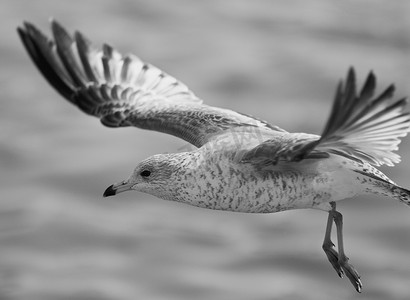 美丽的黑白图像与一只飞翔的海鸥