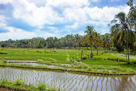 爪哇 I 乡村的稻田农业景观