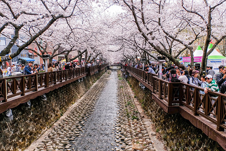 2018春天摄影照片_2018 年 4 月 1 日：许多游客来到韩国镇海，看