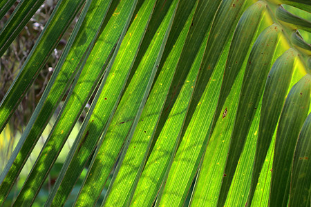 热带植物叶子的美丽绿色特写镜头