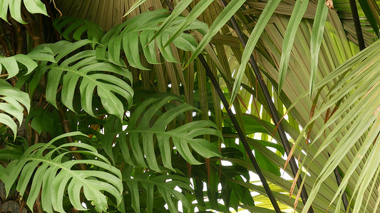 多汁的异国热带龟背竹叶纹理背景，复制空间。