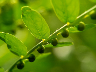 具有自然背景的绿色叶下珠叶（meniran，室苦，gripeweed，shatterstone，stonebreaker，leafflower）。