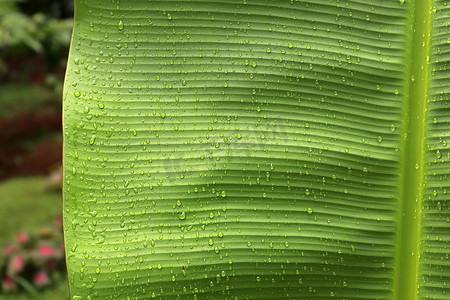 热带植物叶子摄影照片_热带植物叶子的美丽绿色特写镜头