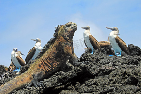 加拉帕戈斯群岛上带蓝脚鲣鸟的海鬣蜥