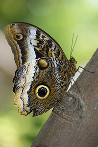 飘动摄影照片_植物上的猫头鹰蝴蝶