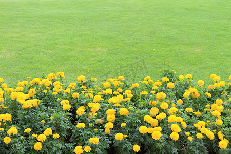 绿色花园中的万寿菊黄色花田。