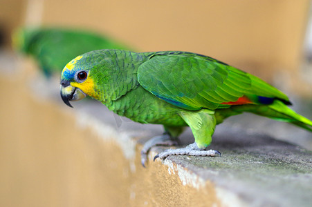 绿鹦鹉、黄雪佛龙长尾小鹦鹉、坐在石墙上的 Brotogeris chiriri，马来西亚吉隆坡飞禽公园