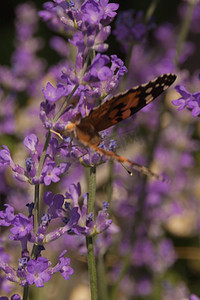 荨麻疹摄影照片_黑色和橙色的蝴蝶蜂巢荨麻疹坐落在淡紫色的小野花上。