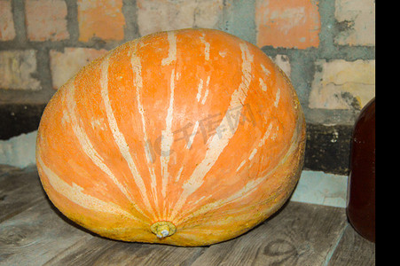地下室木架上成熟的大橙色南瓜，新鲜有机蔬菜的储存系统，用于健康饮食