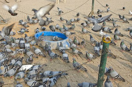 鸽群摄影照片_尼泊尔加德满都的鸽群