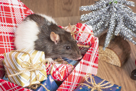 老鼠是新年的象征。灰鼠看着礼盒。有趣的小老鼠在礼盒里。 