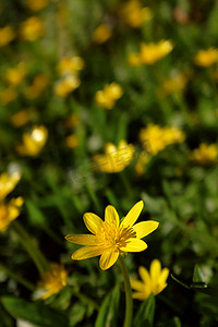 春天菜花摄影照片_以黄色绽放为背景的明亮的白屈菜花