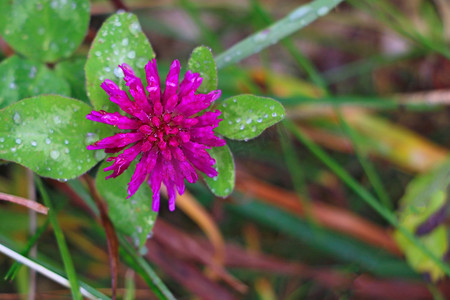 粉色夏天背景摄影照片_绿色背景叶上的红花三叶草，有选择的焦点。