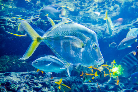 海洋或水族馆中的咸水鱼