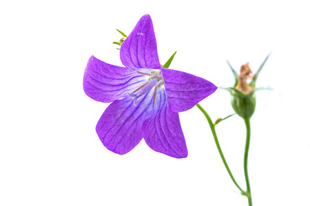 在白色背景上的紫色铃铛花