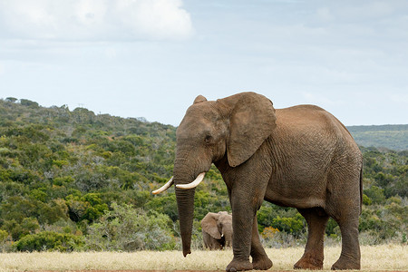 我要去 BIG The African Bush Elephant