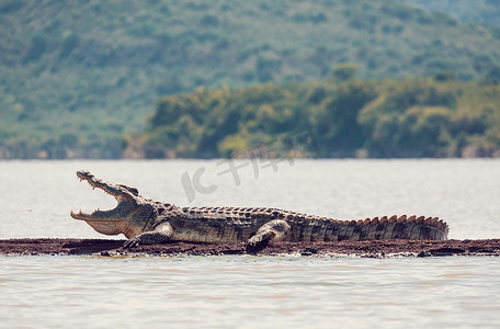 大尼罗河鳄鱼，查莫湖瀑布埃塞俄比亚