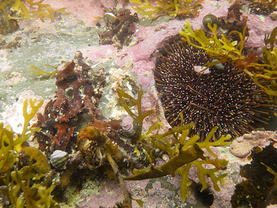 海胆和水生植物的水下拍摄