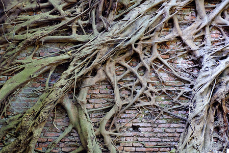 老砖墙背景的树根。