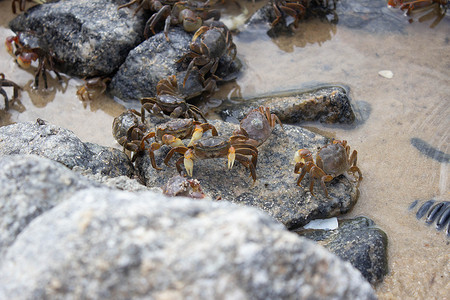 海滩岩石上的一群小螃蟹