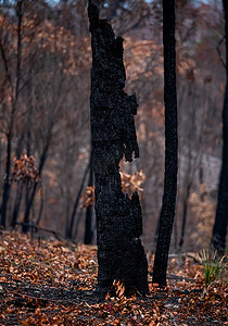 肆虐摄影照片_在丛林大火肆虐的风景中烧毁的树
