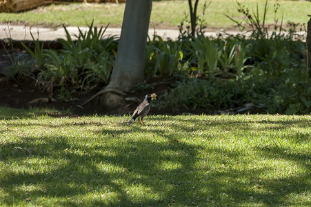 早上遛鸟摄影照片_皇家纳塔尔国家公园的棕头牛鸟