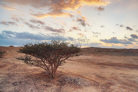 沙漠中生长着带刺树枝的小灌木或树，如风景，远处的夕阳云 — 以色列南部靠近约旦边境的典型风景