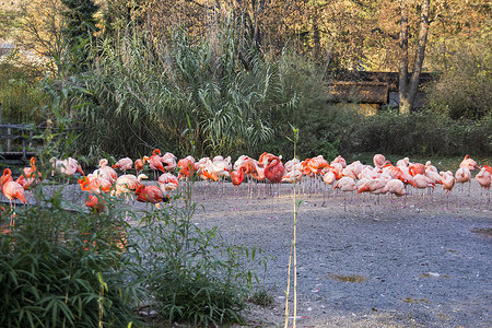 欧洲动物园的红火烈鸟群。